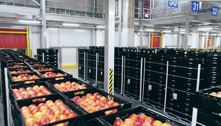 SiCar Farms Extends Use of IFCO Reusable Plastic Containers