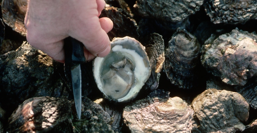 Oyster.png