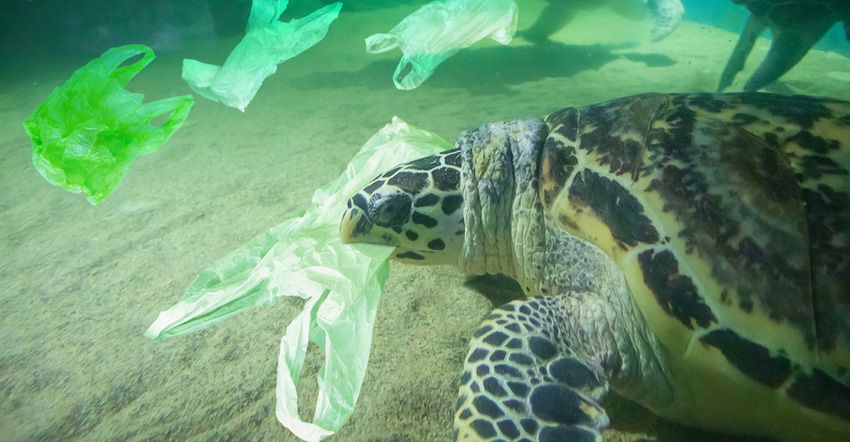 First a straw, now a fork. Turtles are choking on our plastic