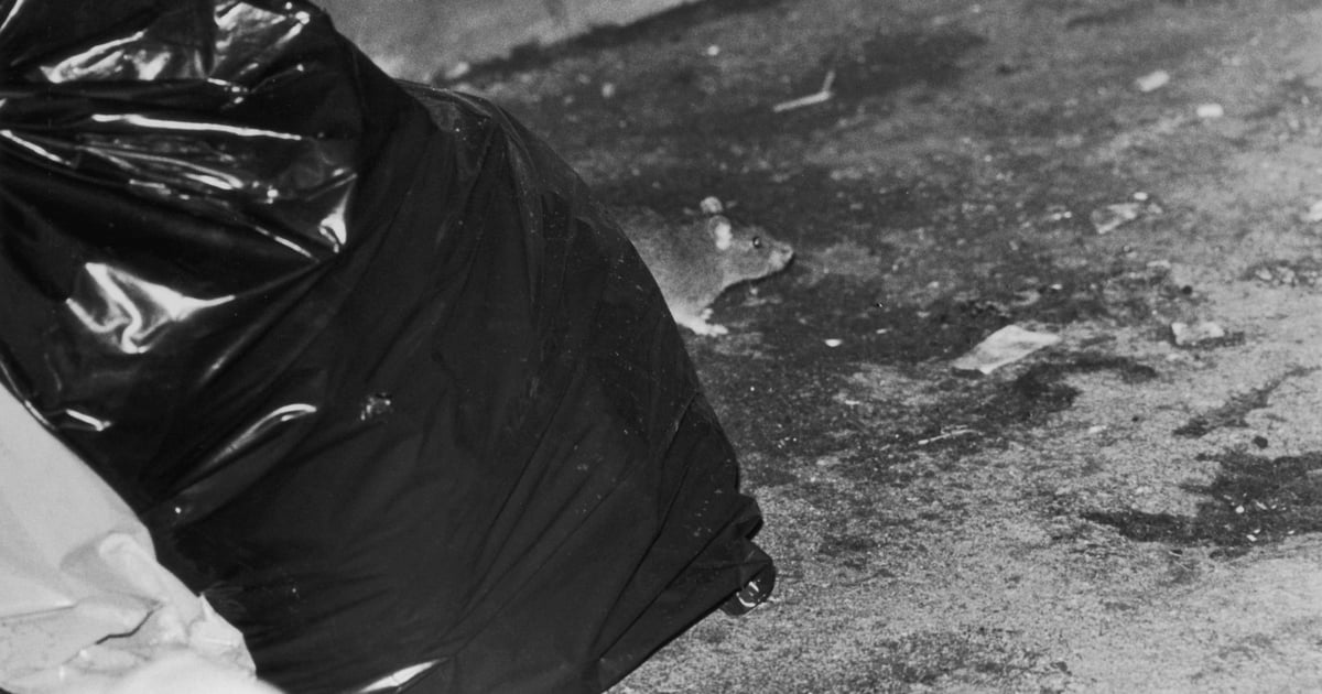 Rat Drags Garbage Bag Across NYC Sidewalk to Retrieve Pizza Crust
