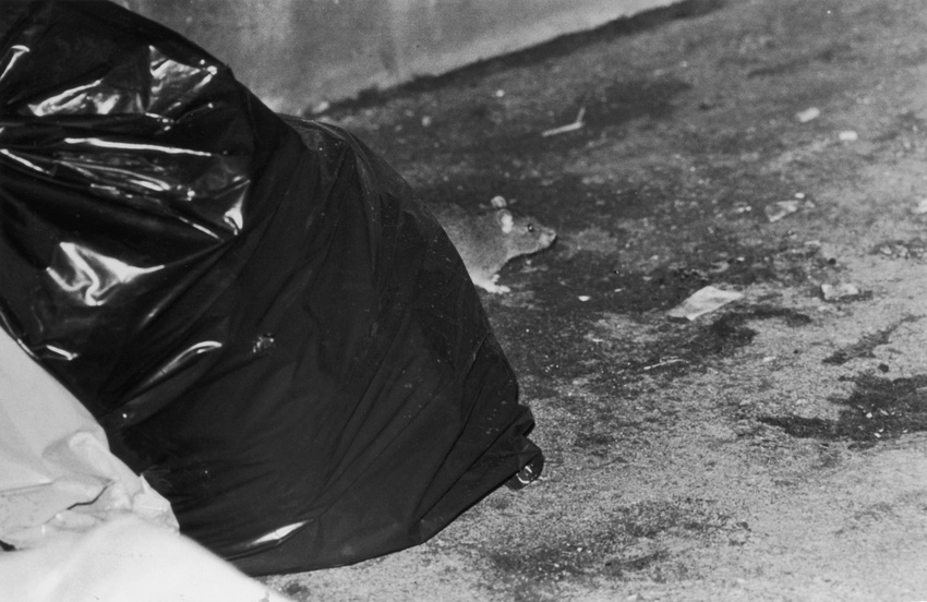 Large Rat Drags Garbage Bag Across NYC Sidewalk to Retrieve Pizza Crust