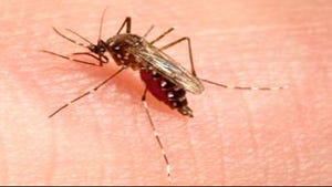 New Study in Kenya Shows Relationship Between Waste and Mosquito-Borne Illnesses