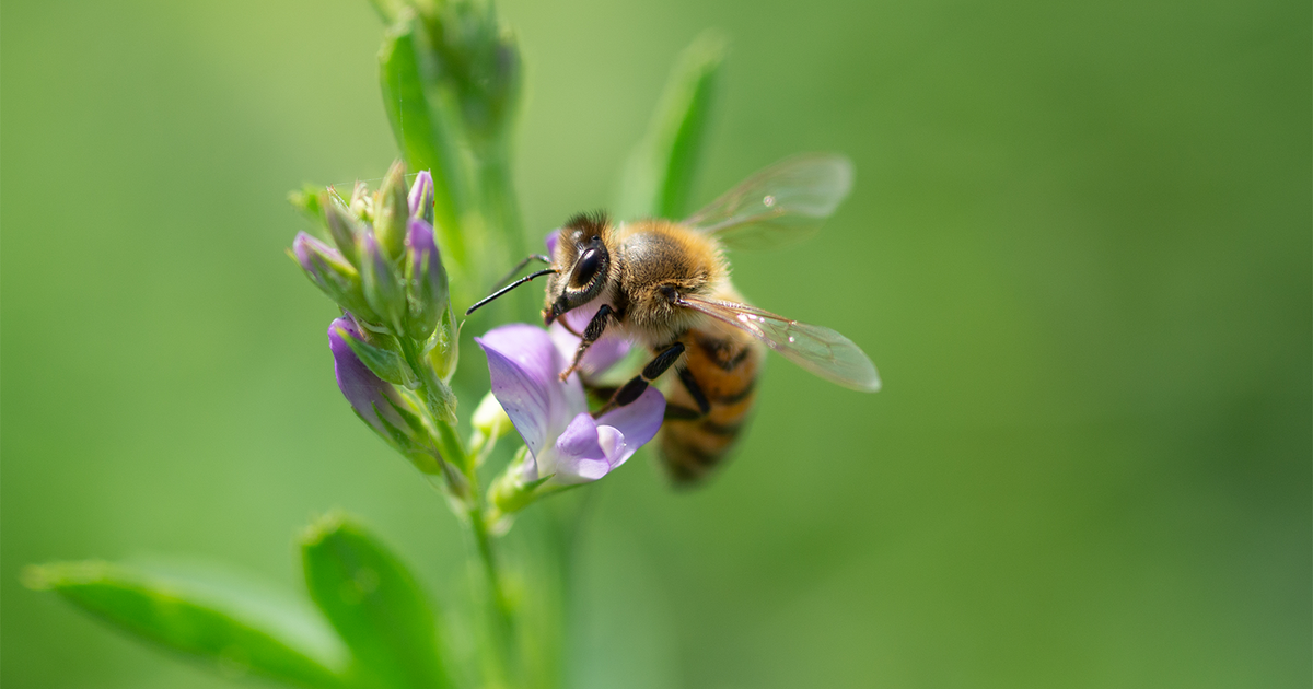 Медоносы для пчел. Люцерна гибридная. Травы и пчелы крымский. Люцерна пчелы. Люцерна пчела.