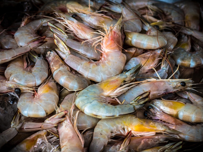 University Bioengineers Develop Plastic Bags Made from Shrimp Shells