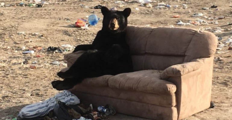 Bear Finds Comfort at a Dump in Manitoba, Canada