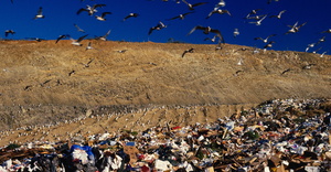 landfill-birds.png