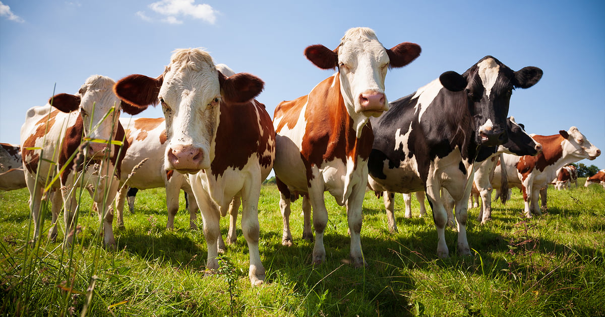 UGA Pioneers Ag Waste Innovation to Lower Dual Methane Emissions