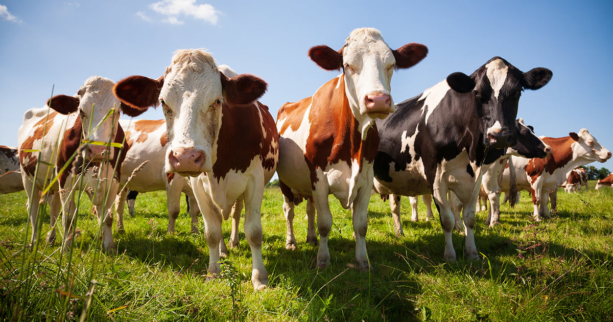 UGA Pioneers Ag Waste Innovation to Lower Dual Methane Emissions