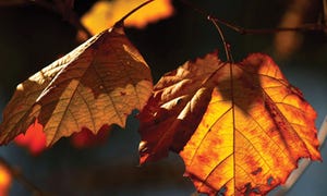 Denver Asks Residents to Compost Fall Leaves