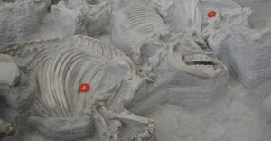 A barrel-bodied rhino in its death pose at Ashfall Fossil Beds joins a complete field of fossils. In a fossil rich state
