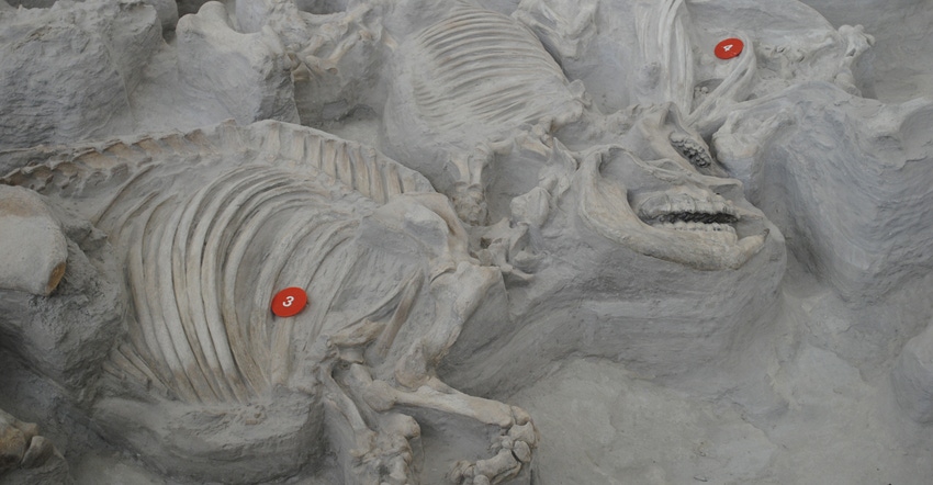 A barrel-bodied rhino in its death pose at Ashfall Fossil Beds joins a complete field of fossils. In a fossil rich state
