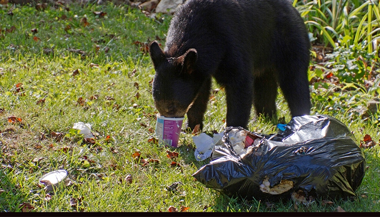 Colorado Springs, Colo., Passes Bear-proof Trash Can Ordinance