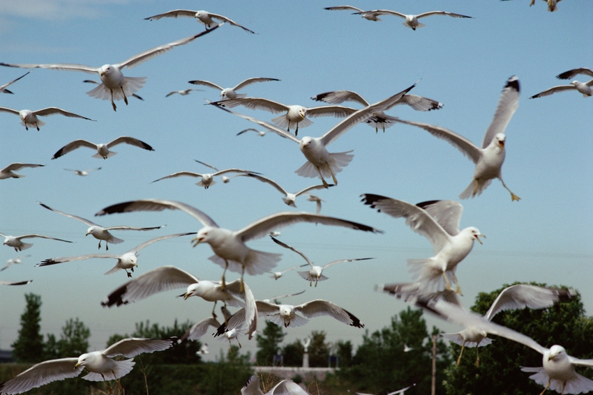 Landfill-dwelling Seagulls Pollute Waterways with Feces