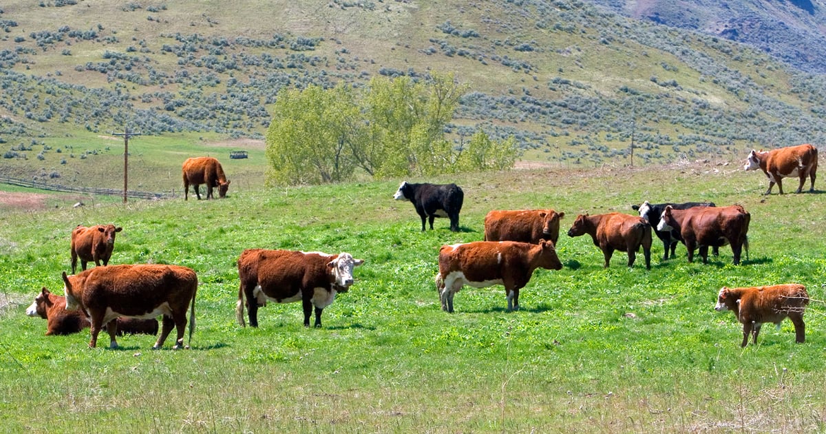 South Dakota City Sued Over Landfill Pollution Effecting Livestock