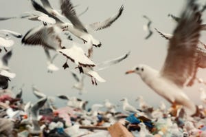How Landfills Combat Massive Garbage-Feeding Bird Flocks