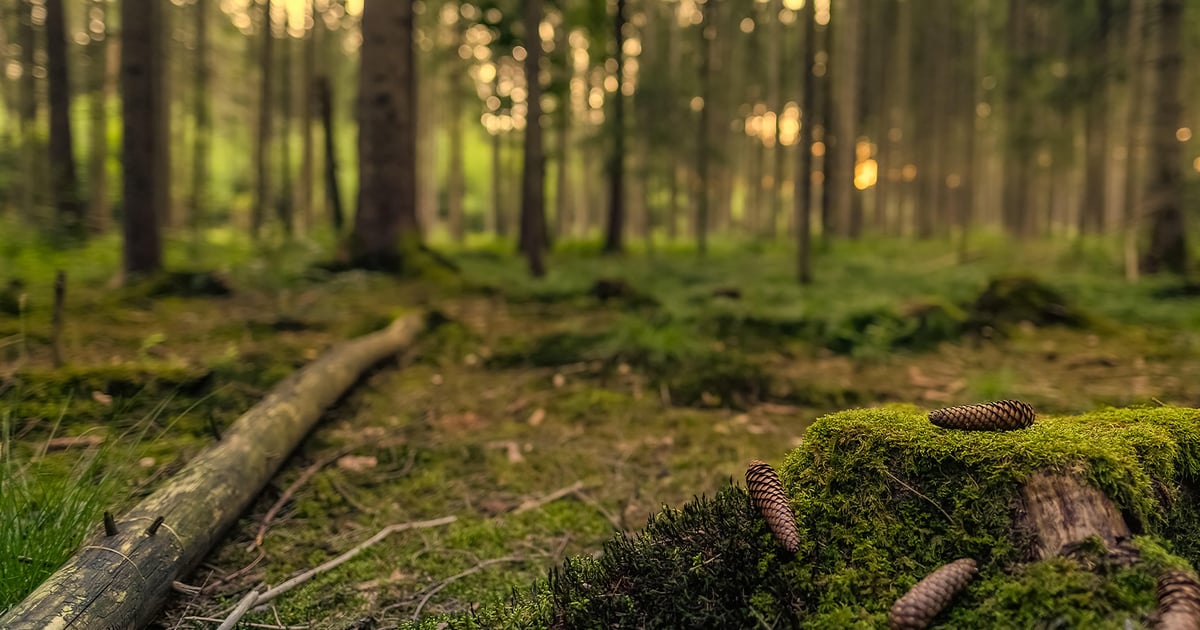 Biomass Demand, Global Conflict and the New Economics of Wood