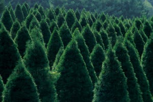 5 Ways Recycled Christmas Trees Can Live on After the Holidays