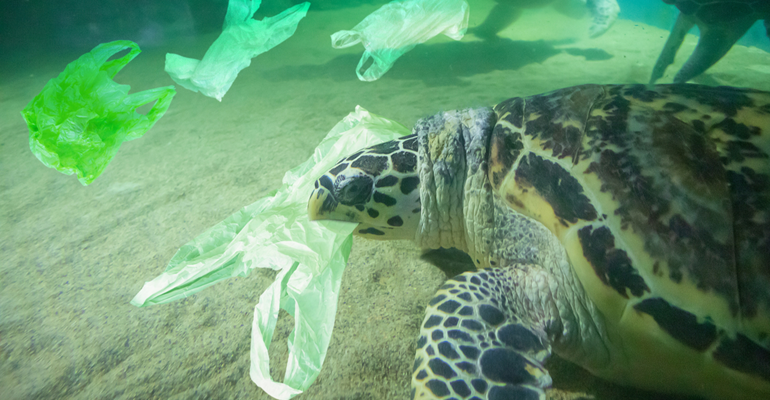 How turtles changed our perception of plastic pollution