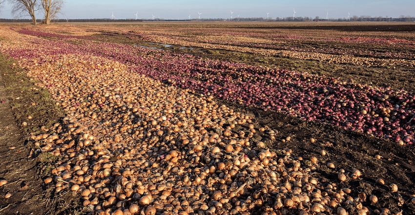 onions farm rotting