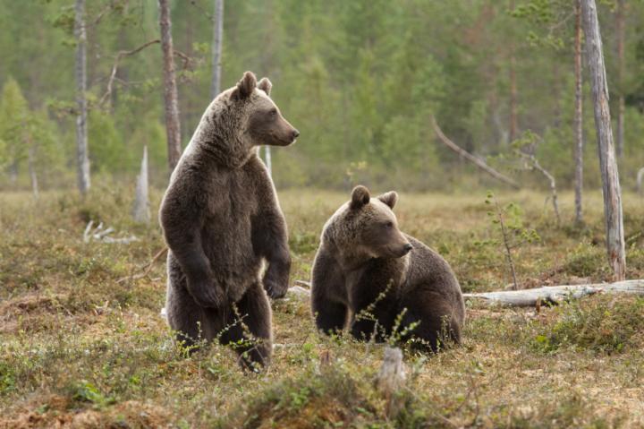 East Siberian brown bears_0.jpg