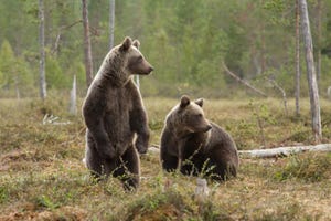 East Siberian brown bears_0.jpg