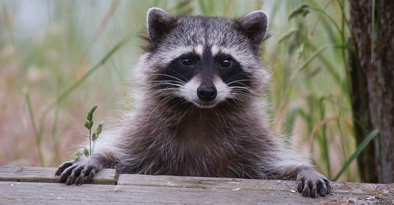 Raccoon Catches a Ride on Garbage Truck in Virginia