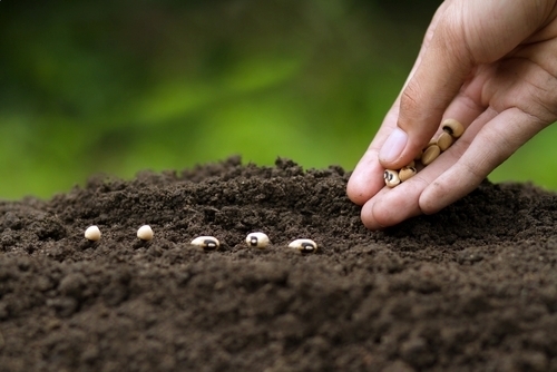 Raisin_UK_seeds_clickable_card.jpg