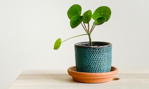 Raisin IE-Potted plant