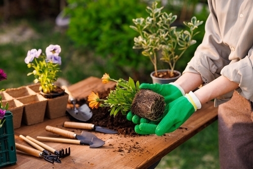 Raisin_UK_gardening_clickable_cards.jpg