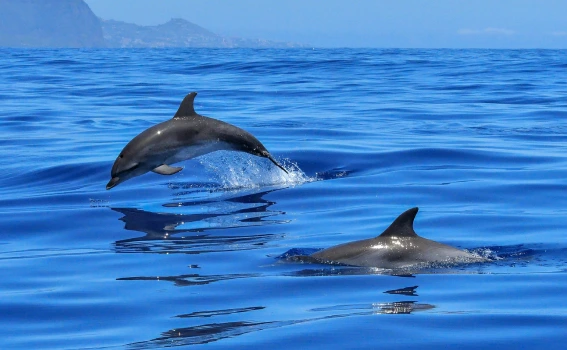 Dolphins swimming in the ocean represent a dolphin tour you can take in Majorca