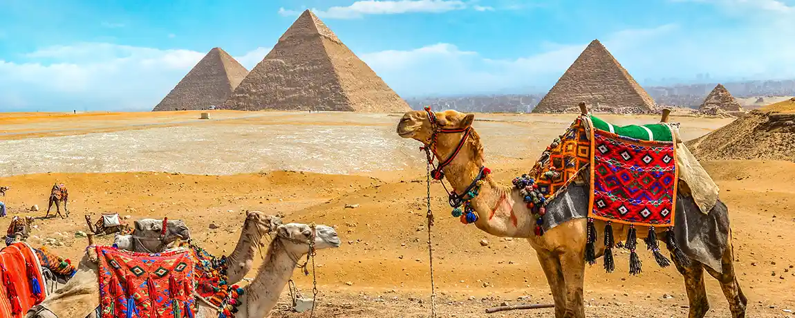 camels-in-the-dessert-egypt.webp
