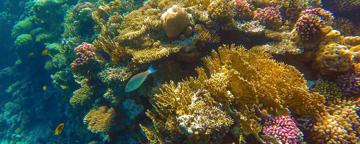 Coral reef and fish in the Red Sea, Sharm el-Sheikh, Egypt