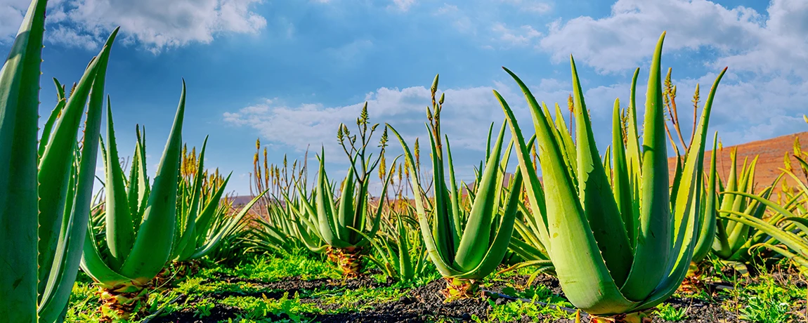 Aloe Vera plantation, Furteventura, Canary Islands, Spain
