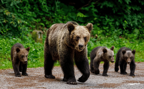 Brown bear sanctuary in the Carpathian Mountains