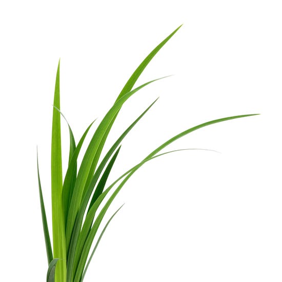Icona stilizzata di fili d'erba