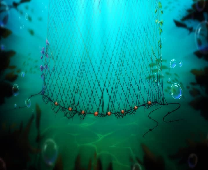 William Hill Shark Bait Scratch