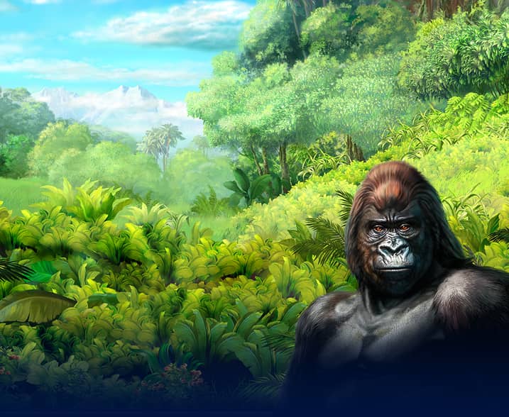 Gorilla