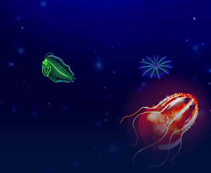 Luminous Life