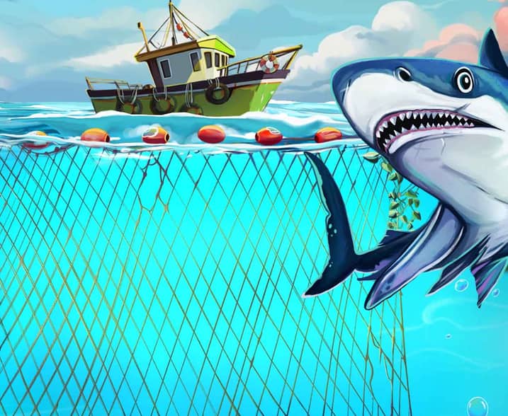 William Hill Shark Bait