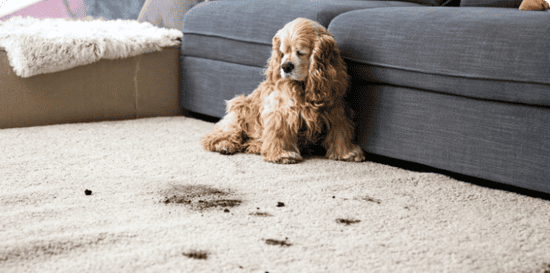 How to Remove Pet Stains