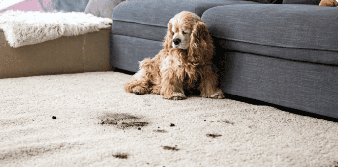 How to Remove Pet Stains