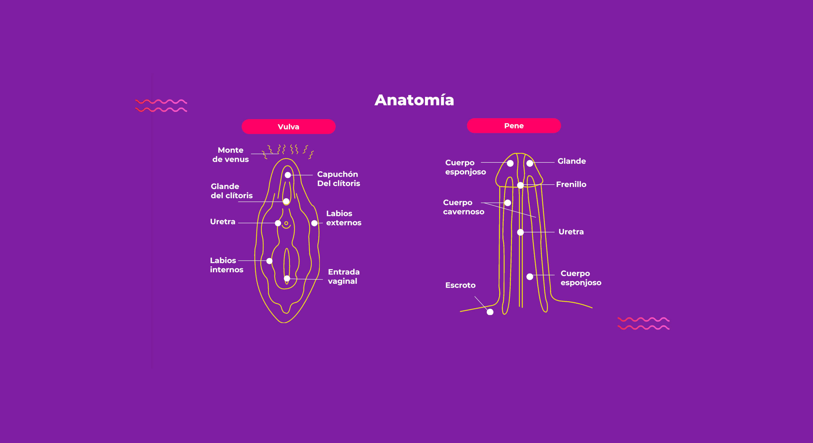 Visuales anatomicos de una mujer y un hombre