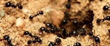 ants