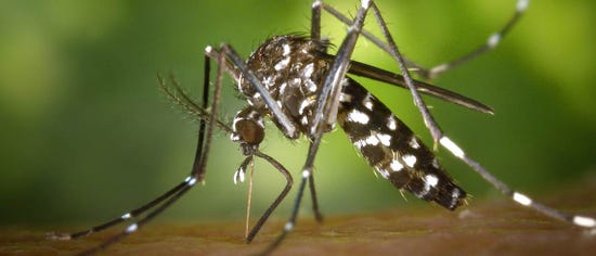 ross_river_fever_big