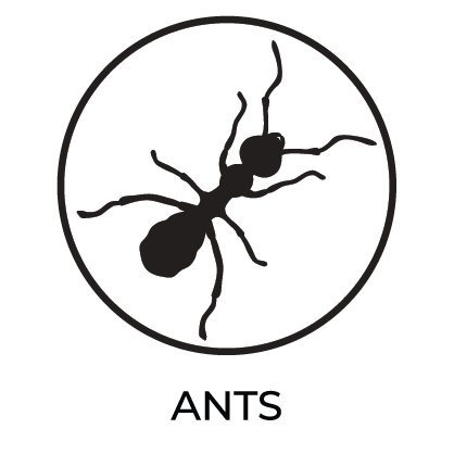Ants