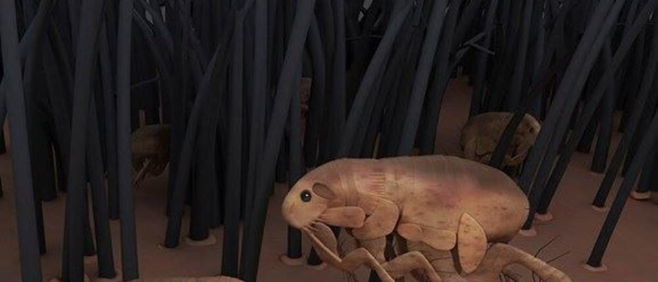 fleas