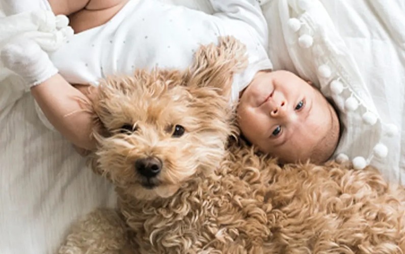 A baby and dog lying together, both looking at the camera.