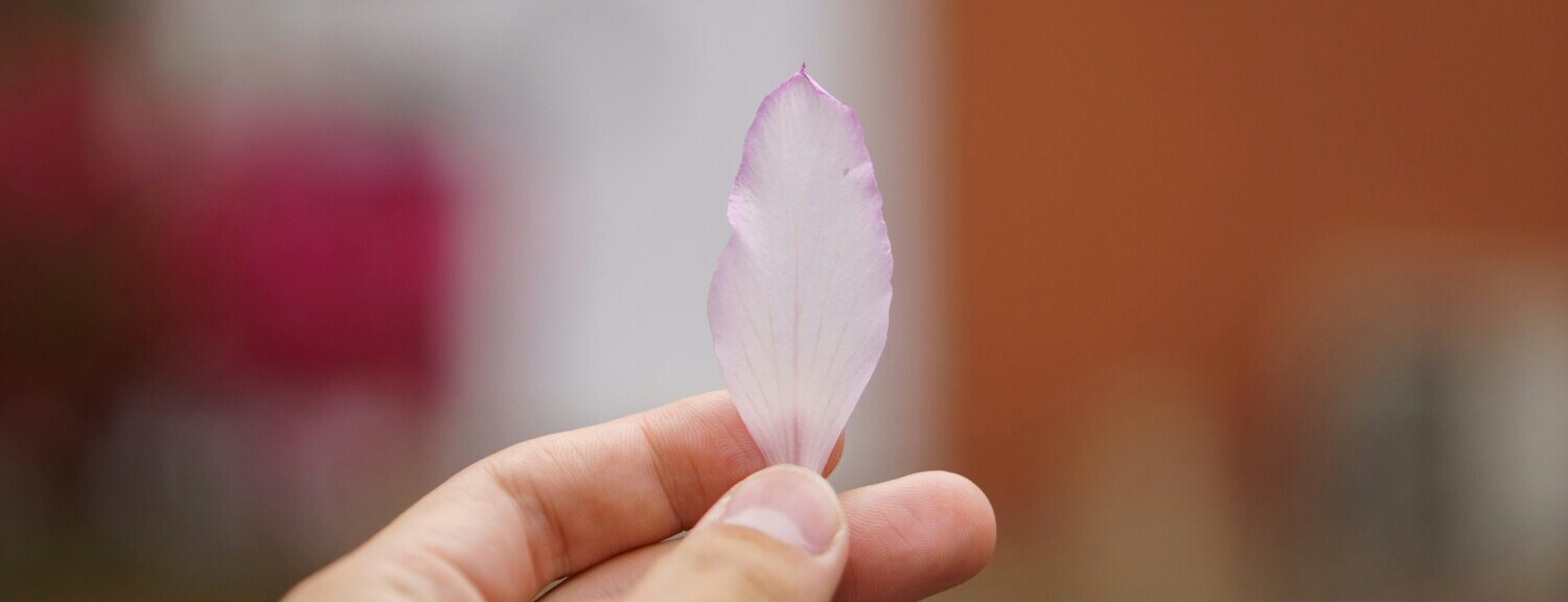 Close-up of a hand holding a delicate light pink flower petal against a softly blurred background.