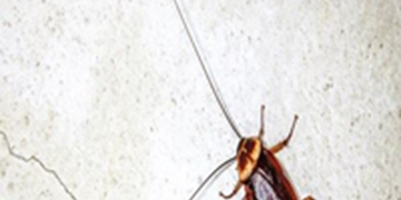 Cockroaches