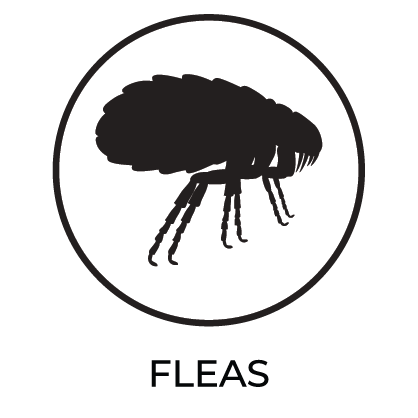 fleas